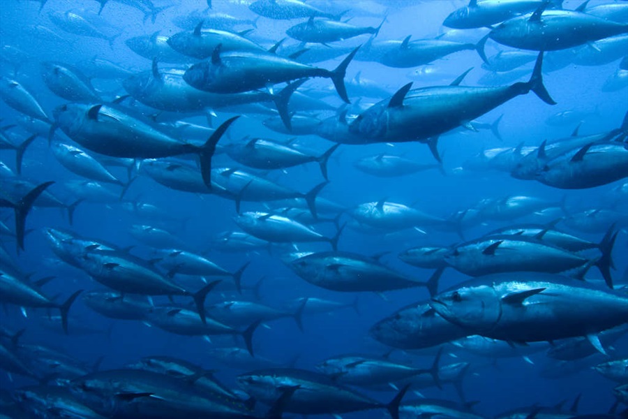 Ammiraglio Giuseppe De Giorgi - Pesca eccessiva nel Mediterraneo